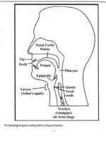 Sosin-mam- social-anthropology-printed-notes-ias-mains-d