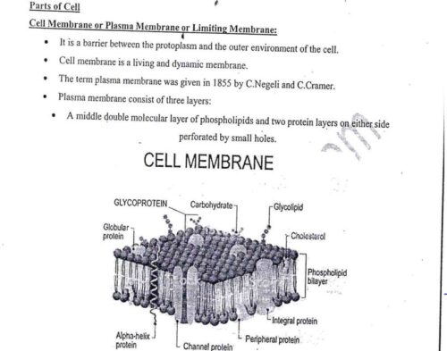 sosin-mam- anthropology-optional-paper-1-printed-notes-ias-mains-b