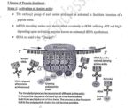 Sosin-mam-physical-anthropology-printed-notes-ias-mains-d