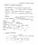 IAS Topper Apala Mishra Rank-9 Physical Anthropology Optional Handwritten Notes Paper 1 with GS SCORE Topical 10 Tests for UPSC Mains 2025 English Medium-b